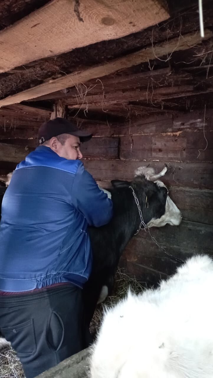 Вакуцинация КРС проти сибирской язвы